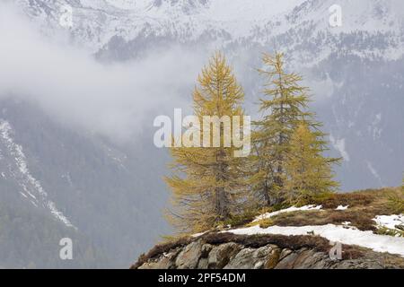 Abito larice europeo (Larix decidua), con aghi di colore autunnale, crescendo su una scogliera di bordo, con i monti Pizzo Sassalbo oltre, passo Bernina Foto Stock