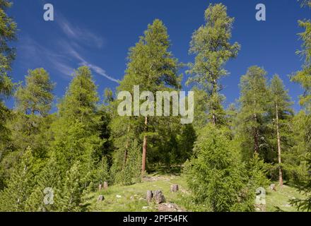 Larice europeo (Larix decidua) gestito habitat naturale forestale, alta valle dell'Engadina, Alpi svizzere, Svizzera Foto Stock