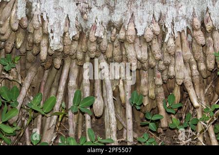 Royal Palm (Roystonea sp.) Primo piano delle radici che crescono nel terreno, Isola di Palawan, Filippine Foto Stock