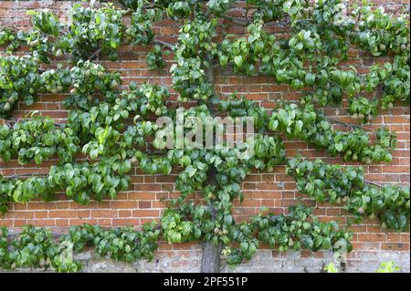 Spalier comune europeo di pera (Pyrus communis) con frutta, albero addestrato contro muro di giardino, Inghilterra, Regno Unito Foto Stock