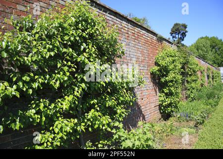 Spalier di Pera comune (Pyrus communis), sviluppantente contro muro di mattoni di giardino murato, tenuta di Thornham, Magna di Thornham, Suffolk, Inghilterra, Regno Unito Foto Stock