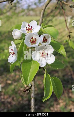 Primo piano di fiori di Pera selvatica (Pyrus pyraster), coltivati in boschi, piantagione di Vicarage, Mendlesham, Suffolk, Inghilterra, Regno Unito Foto Stock