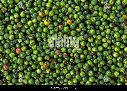 Pepe nero (nigrum di Piper), cespuglio di Pepero, famiglia di Pepero, bacche verdi spolverate di pepe nero per l'essiccazione, Trivandrum, Kerala, India Foto Stock