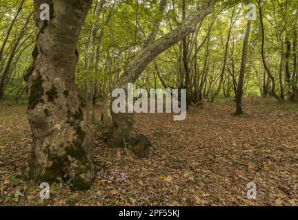 Habitat forestale del piano orientale orientale (Platanus orientalis) nella pianura alluvionale, con fioritura del ciclamino avivato Foto Stock