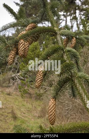 Abete rosso Sitka (Picea sitchensis) primo piano di coni maturi, utricularia ocroleuca (U.) (U.) S. A Foto Stock