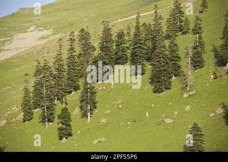 Abete rosso caucasico (Picea orientalis), Abete orientale, Abete orientale, Abete rosso sapindus, Abete caucasico, Famiglia di pini, Spruce caucasico degradato Foto Stock