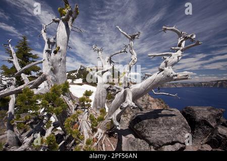 Pino scrub (Pinus albicaulis) vecchia crescita, che cresce sul bordo del cratere a 2200 metri di banda (2200m), Crater Lake, Crater Lake N. P. Montagne Cascade Foto Stock