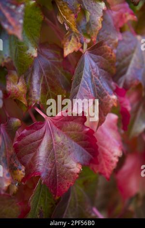 Giapponese Creeper (Parthenocissus tricuspidata) primo piano di foglie, cambiando colore in autunno, crescendo su giardino muro, Inghilterra, Regno Unito Foto Stock