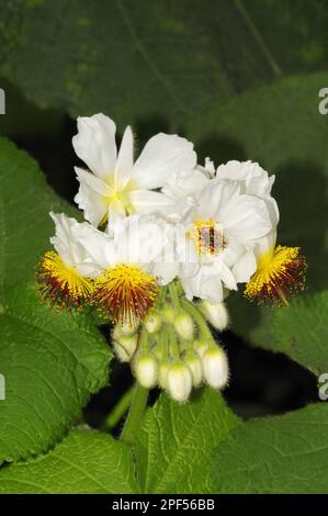 Sparmannia africana, tiglio di Capo (Sparrmannia africana), famiglia mallow canapa primo piano di fiori Foto Stock