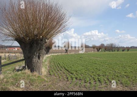 Willow (Salix sp.), alberi pollardati ai margini di un campo, Skane, Svezia, primavera Foto Stock