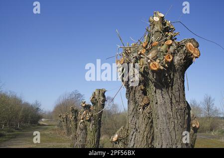 Willow (Salix sp.) Alberi pollardati, Lackford Lakes Nature Reserve, Suffolk, Inghilterra, Regno Unito Foto Stock