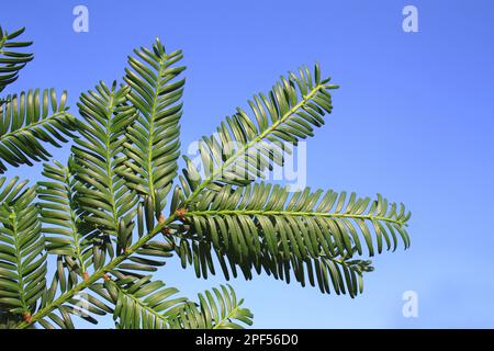 Yew comune (Taxus baccata) primo piano delle foglie, in giardino, Suffolk, Inghilterra, Regno Unito Foto Stock