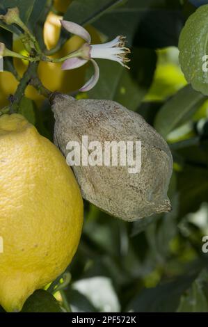 Muffa grigia (Botrytis cinerea), limone marcio su albero, Campania, Italia Foto Stock