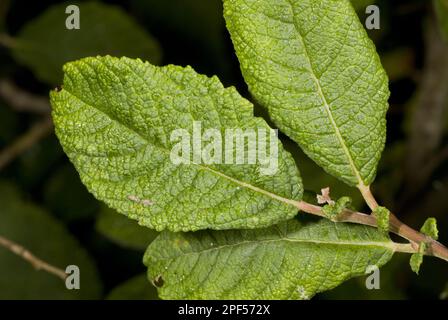 Salice delle orecchie (Salix aurita) primo piano di foglie rugose e stipules persistenti, Devon, Inghilterra, Regno Unito Foto Stock