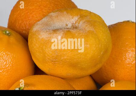 Marciume marrone, citrofthora di Phytophthora, su un mandarino, marciume di deposito dopo la raccolta Foto Stock
