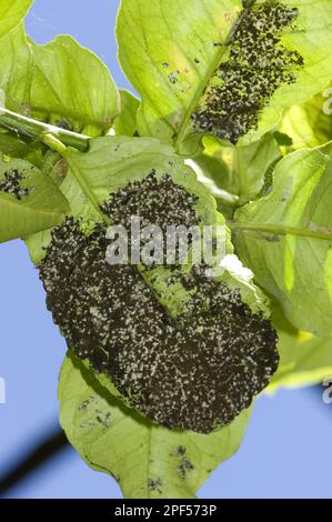 Woolly whitefly, Aleurothrixus floccosus, con muffa sooty sulla melata sul lato inferiore di una foglia di limone di un albero in frutta, Sorrento, Baia di Foto Stock