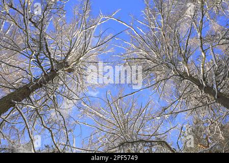 Larici innevati (Larix sp.) Dopo le nevicate, ammira la baldacchino, Powys, Galles, Regno Unito Foto Stock