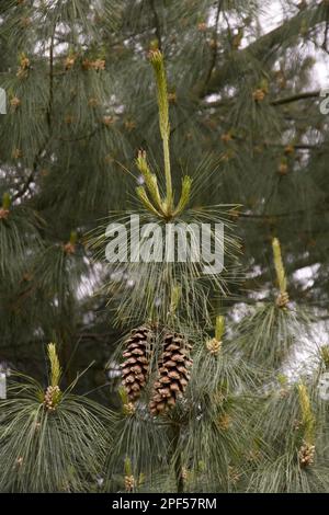 Vecchi coni e foglie di Pino Bhutan (Pinus) wallichiana Foto Stock