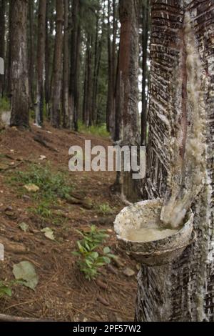 Pino caraibico, famiglia del pino, picchiettando il pino per resina, Sri Lanka Foto Stock