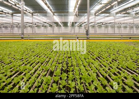 Fattoria idroponica altamente automatizzata che cresce lattuga in una serra enorme, Revolution Farms, Caledonia, Michigan, USA Foto Stock