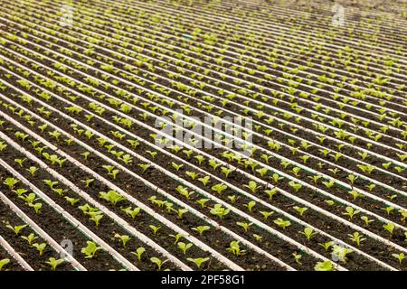 Fattoria idroponica altamente automatizzata che cresce lattuga in una serra enorme, Revolution Farms, Caledonia, Michigan, USA Foto Stock