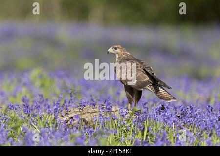 Poiana steppa comune (Buteo buteo) adulto, arroccato su un tronco d'albero tra il bluebell comune (Hyacintoides non-scripta), Suffolk, Inghilterra, maggio (in Foto Stock