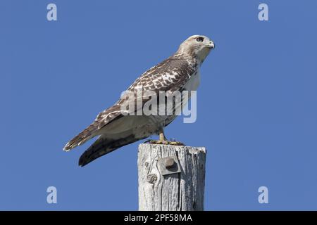 Falco dalla coda rossa (Buteo jamaicensis) giovanile, arroccato su posta, North Dakota (U.) S. A Foto Stock