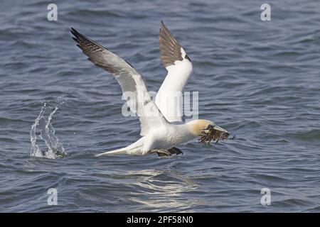 Gannetto nord (Morus fagianus) adulto, in volo, decollo dal mare, con materiale di nidificazione algale in becco, vicino a Bass Rock, Firth of Foto Stock