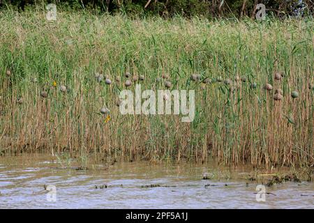 Tessitore dalle ventre gialle, colonia, estuario di Santa Lucia, Parco delle paludi di Isimangaliso, Kwazulu Natal, tessitore dorato orientale (Ploceus subaureus) Foto Stock