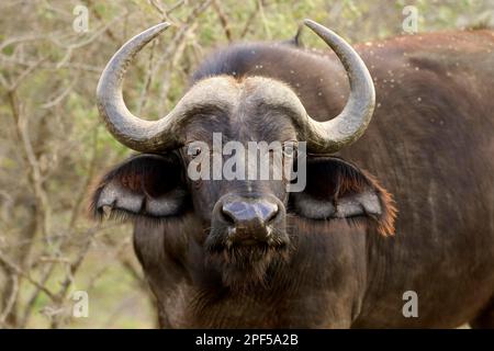 Bufalo africano (Syncerus caffer), Parco Nazionale di Hluhluwe Umfolozi, Parco Nazionale di Hluhluwe iMfolozi, KwaZulu Natal, Sudafrica Foto Stock