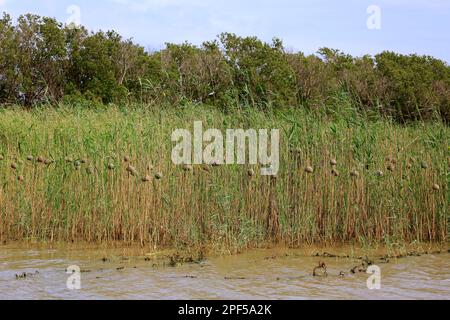 Tessitore dalle ventre gialle, colonia, estuario di Santa Lucia, Parco delle paludi di Isimangaliso, Kwazulu Natal, tessitore dorato orientale (Ploceus subaureus) Foto Stock