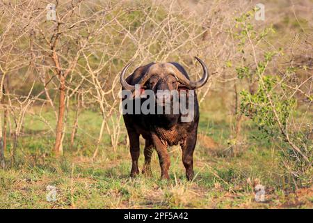 Bufalo africano (Syncerus caffer), Parco Nazionale di Hluhluwe Umfolozi, Parco Nazionale di Hluhluwe iMfolozi, KwaZulu Natal, Sudafrica Foto Stock