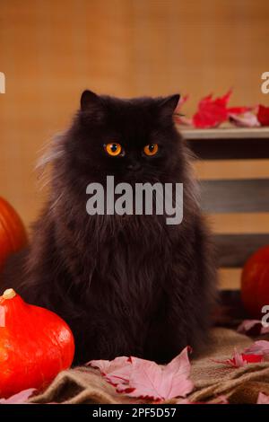 Inglese Longhair, nero Foto Stock