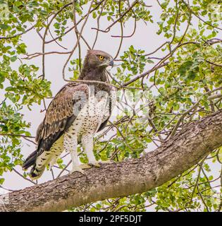 Martial Eagle in Tree Foto Stock