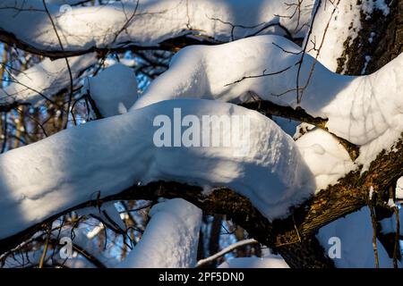 Un grande strato di neve caduta sui rami di alberi nella foresta dopo una nevicata, paesaggio invernale Foto Stock