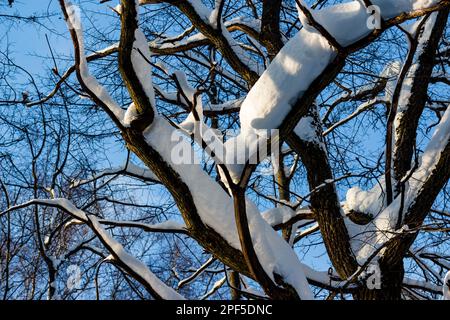 Un grande strato di neve caduta sui rami di alberi nella foresta dopo una nevicata, paesaggio invernale Foto Stock