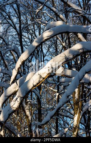 Un grande strato di neve caduta sui rami di alberi nella foresta dopo una nevicata, paesaggio invernale verticale Foto Stock