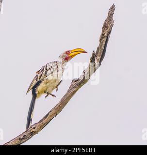 Southern Yellow-fatturati Hornbill Foto Stock