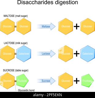 Digestione dei disaccaridi. Gli enzimi agiscono sulle molecole dei disaccaridi. reazione chimica. Saccarosio, lattosio, maltosio, e fruttosio, galattosio, E glucosio Illustrazione Vettoriale