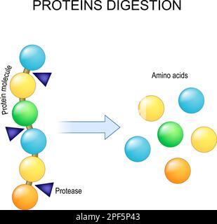 Digestione della proteina. Enzimi le proteasi sono la digestione rompe la proteina in singoli amminoacidi, che sono assorbiti nel sangue. Illustrazione vettoriale Illustrazione Vettoriale