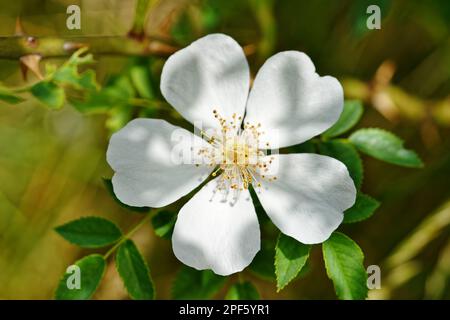 Primo piano del fiore bianco di una rosa canina, vista dall'alto, le stami giallo-dorato sono chiaramente visibili, che circondano le ombre sui petali, foglie Foto Stock