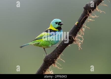 Tanagar a testa verde (Tangara Seledon) dalla foresta pluviale atlantica del Brasile del Sud Foto Stock