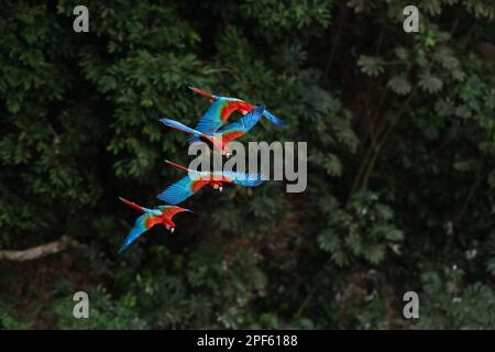 Un gruppo di Macaws Rosso-e-Verde (Ara chloropterus) in volo, Brasile centrale Foto Stock