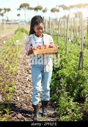 Felice agricoltore che porta una cassa di pomodori freschi. Coltivatori che raccolgono pomodori biologici. Contadino afroamericano che cammina attraverso il giardino. Sorridente Foto Stock