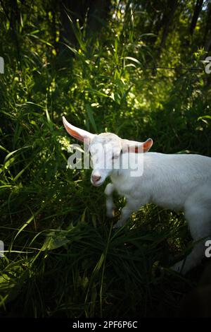 Un colpo verticale di una capra bianca che pascola in un campo erboso sotto la luce del sole in campagna Foto Stock