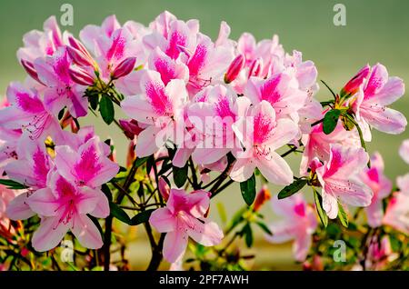 Le azalee indiane meridionali (Rhododendron indicum) fioriscono nel centro di Mobile, 8 marzo 2023, a Mobile, Alabama. Mobile è conosciuta come la città di Azalea. Foto Stock