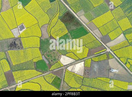 HANZHONG, CINA - 16 MARZO 2023 - la foto aerea mostra i fiori di colza che fioriscono nel villaggio di Yueling, città di Xinji, distretto di Nanzheng, città di Hanzhong, Nort Foto Stock