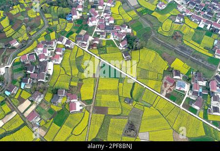 HANZHONG, CINA - 16 MARZO 2023 - la foto aerea mostra i fiori di colza che fioriscono nel villaggio di Yueling, città di Xinji, distretto di Nanzheng, città di Hanzhong, Nort Foto Stock