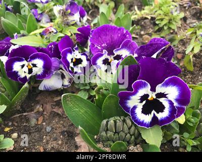 Viola tricolor o Wild Pansy (turco: Hercai Menekse) nella natura. Foto Stock