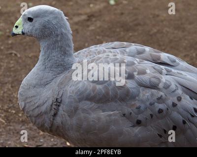 Maestosa bella Cape Barren Goose in bellezza naturale. Foto Stock